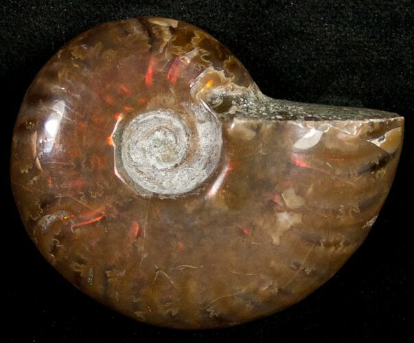Flashy Red Iridescent Ammonite - Wide #10357